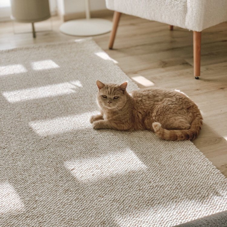 Běhoun Wolly Ultra 106228 Cream z kolekce Elle č.10