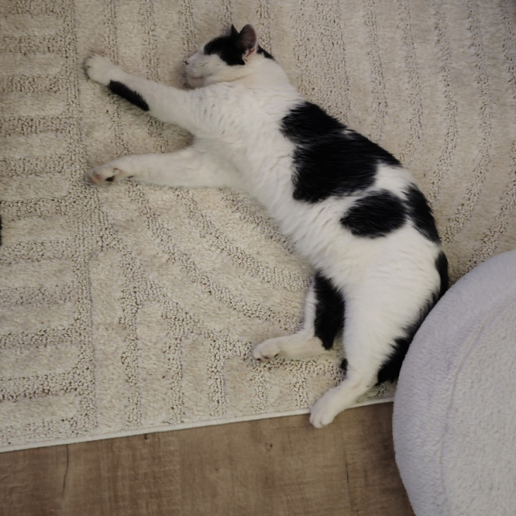 Kusový koberec Art 1121 Cream č.12