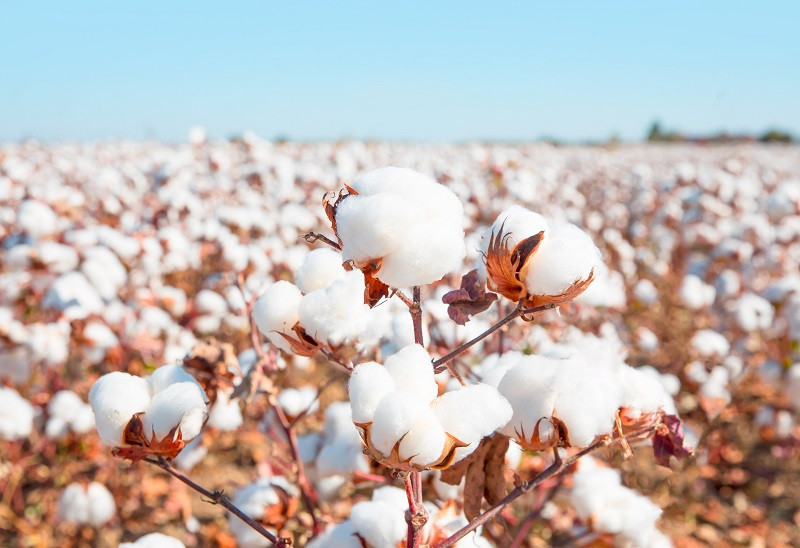 Jaká je historie zpracovávání bavlny? 
